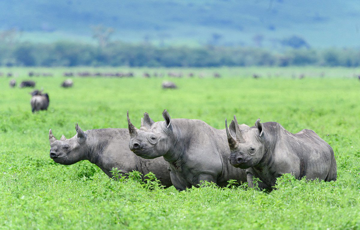 3-Дневное Сафари В Лодже Амбосели